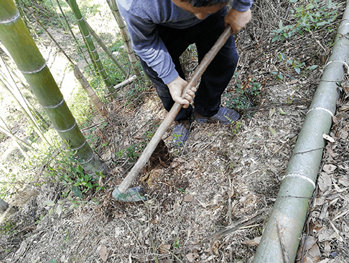 记挖竹笋